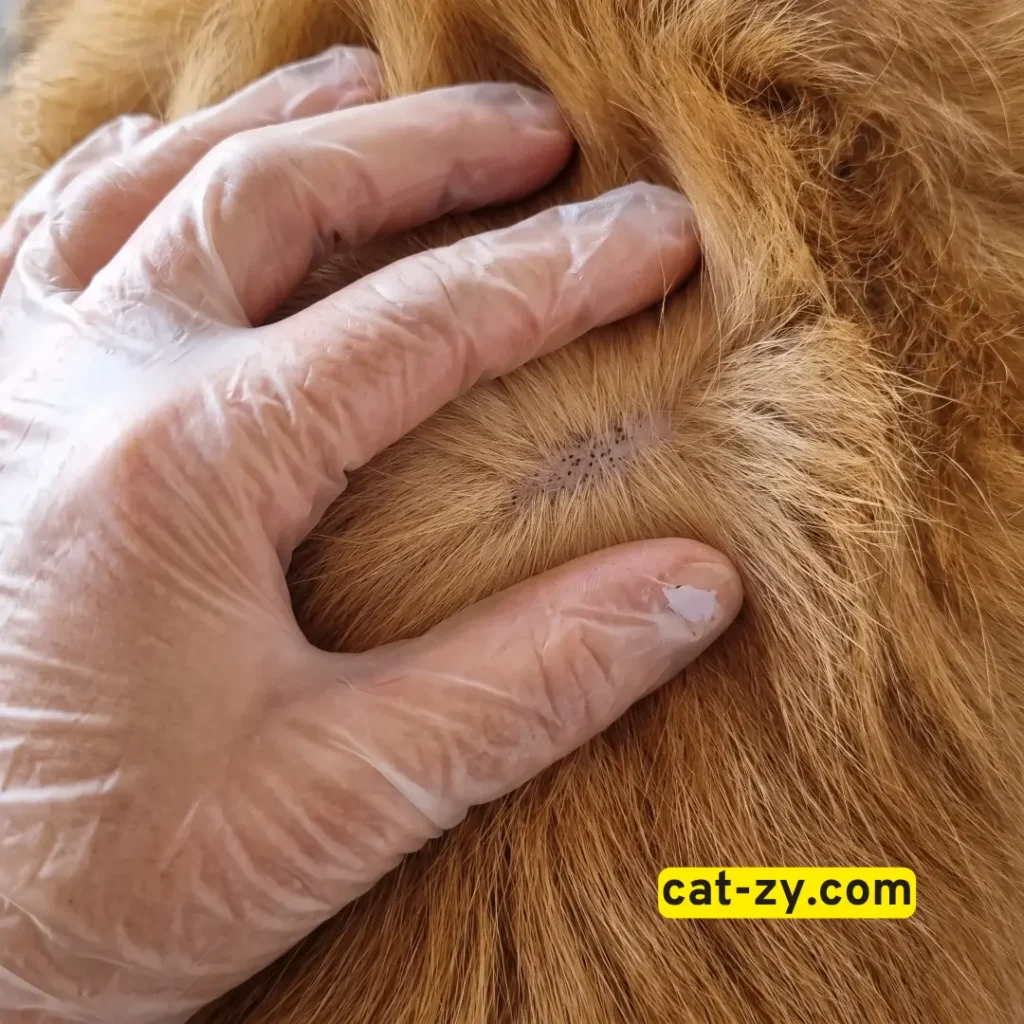 Gloved hand inspecting orange cat fur showing flea dirt specks on skin on cat-zy.