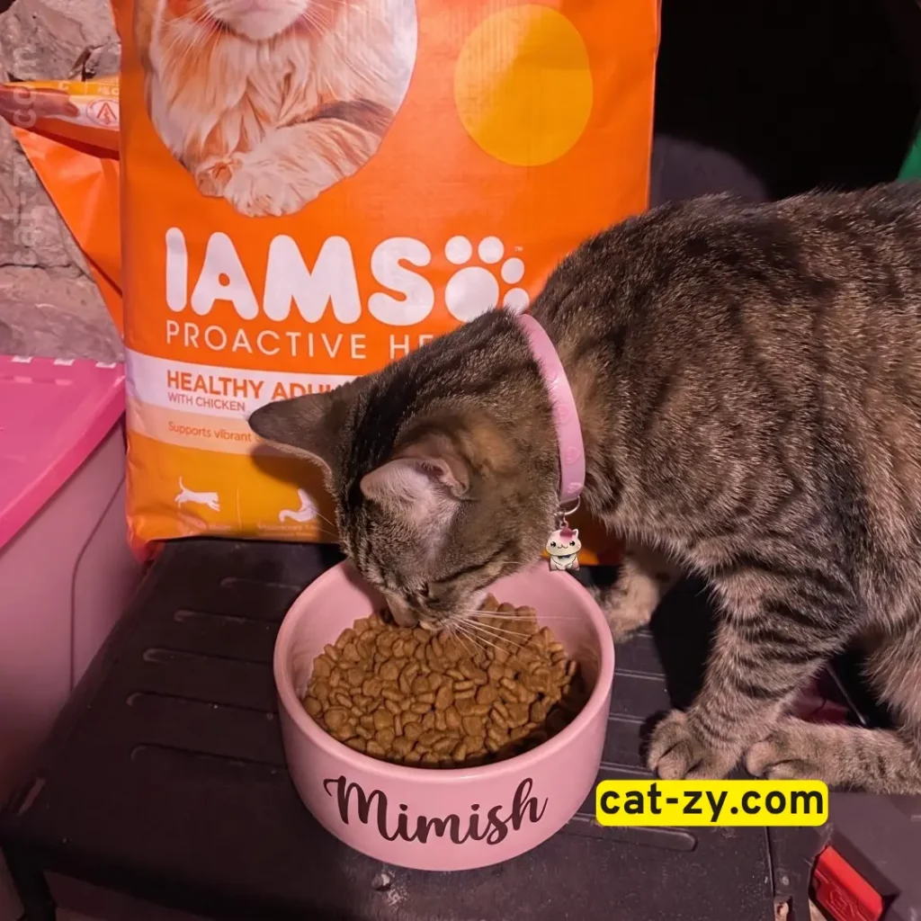 Mimish the brown tabby cat eating from a pink bowl next to an Iams Dry Cat Food bag on cat-zy.