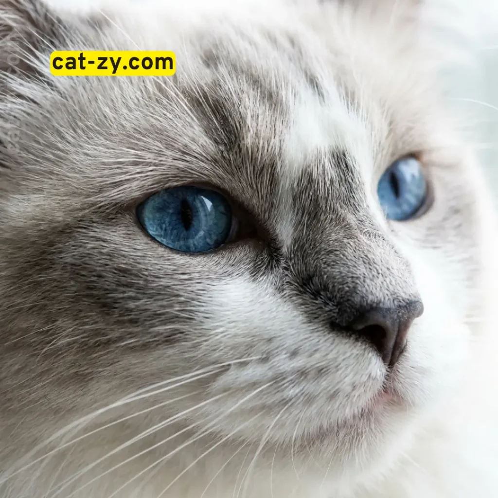 Close-up of blue eyes of Ragdoll cats for adoption, cat-zy.