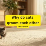 Why Do Cats Groom Each Other? 5 Fascinating Reasons