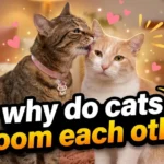 Why Do Cats Groom Each Other? 8 Fascinating Reasons