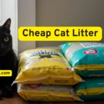 Cheap Cat Litter: 5 Budget Brands That Actually Work Wonders