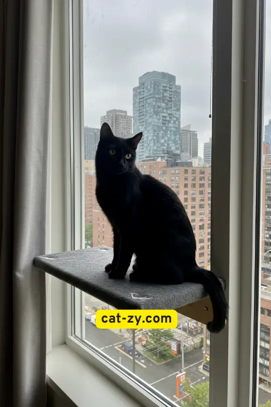 Chewy cat window box _ cat-zy