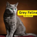 Grey Feline: 6 Unexpected Traits You Can’t Ignore