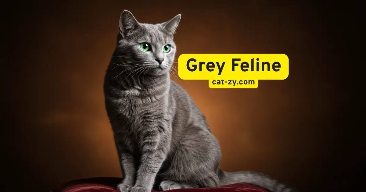 Grey Feline _ cat-zy.com