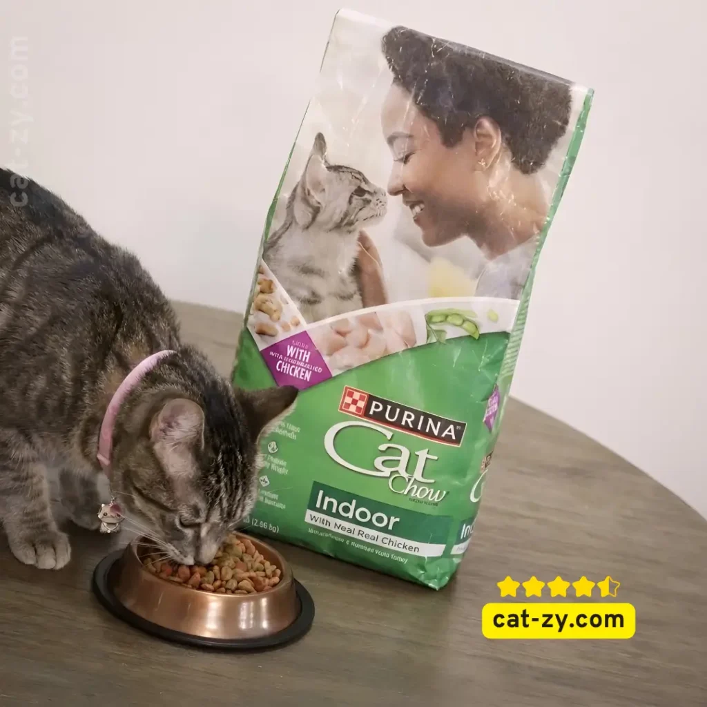 Tabby cat eating Purina Cat Chow Indoor dry cat food from a bowl on cat-zy