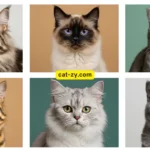 Explore 6 Different Kinds of Cats You’ll Love
