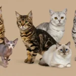 8 Popular Cat Breeds That Are Trending Right Now