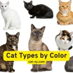 Cat Types by Color: 10 Essential Insights for Spotting Striking Patterns