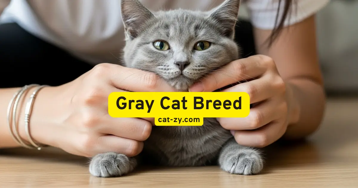 Gray Cat Breed _ cat-zy (1)