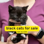 Black Cats for Sale: 7 Proven Ways to Spot a Responsible Seller