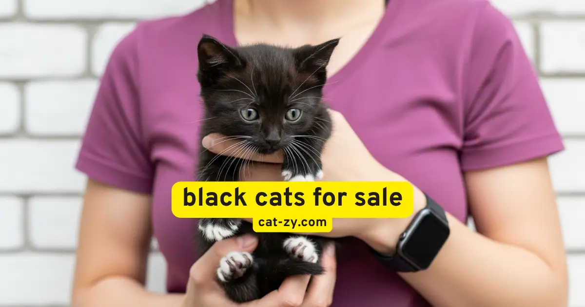 black cats for sale _ cat-zy.com