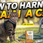 How to Harness Train a Cat: 8 Bold Essentials Toward Fearless Outdoor Walks