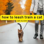 How to Leash Train a Cat: 5 Surprising Mistakes to Avoid