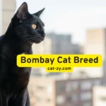 Bombay Cat Breed: 5 Stunning Facts You Must Know