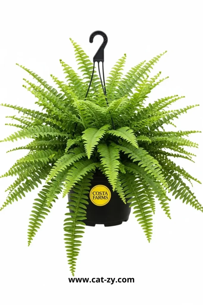 Boston Fern (Nephrolepis exaltata) _ cat-zy _ Cat Safe Plants