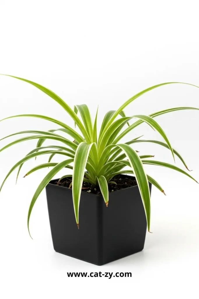 Spider Plant (Chlorophytum comosum) _ cat-zy _ Cat Safe Plants (1)