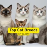 Top Cat Breeds: 7 Irresistible Felines That Will Steal Your Heart