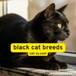 Black Cat Breeds: 9 Mysterious Beauties You’ll Adore
