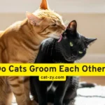 Do Cats Groom Each Other? How It Strengthens Their Social Bonds