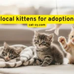 local kittens for adoption: Adopt Loving Kittens in Your Area