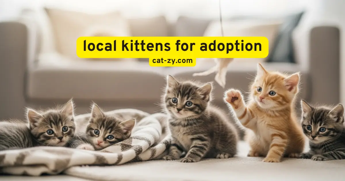 local kittens for adoption _cat-zy