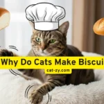 Why Do Cats Make Biscuits? 5 Adorable Reasons You’ll Love