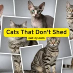 Cats That Dont Shed: 7 Amazing Breeds You’ll Love