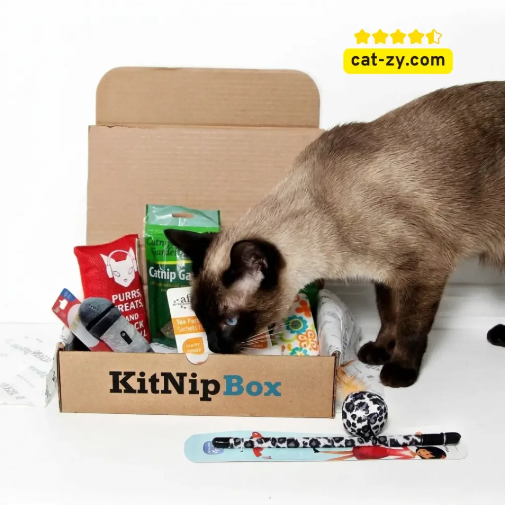 A sleek Siamese cat exploring the KitNipBox Cat Subscription Box reviewed on the cat-zy blog.