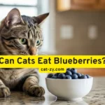 Can Cats Eat Blueberries: 5 Shocking Health Secrets