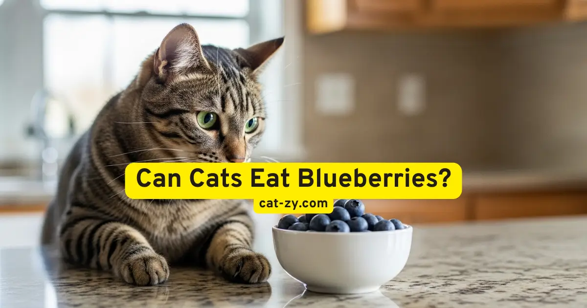 Can Cats Eat Blueberries _ cat-zy