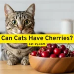 Can Cats Have Cherries? 7 Shocking Reasons You Must Avoid