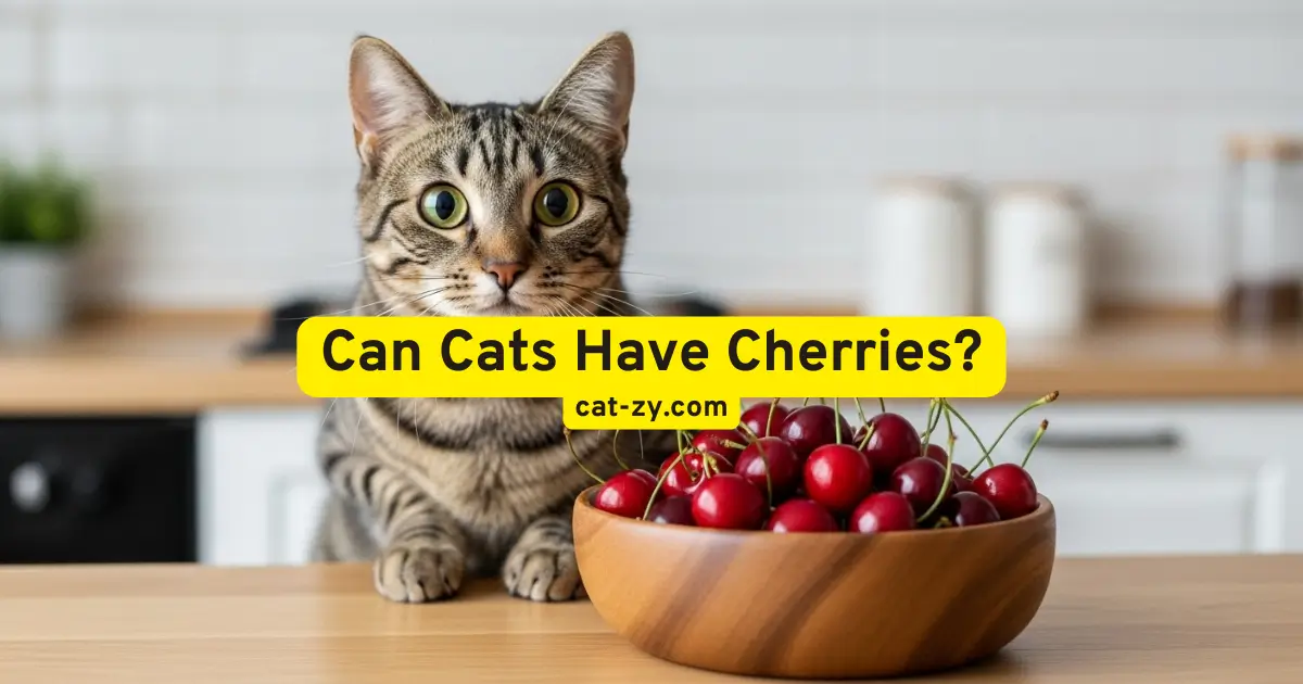 Can Cats Have Cherries _ cat-zy