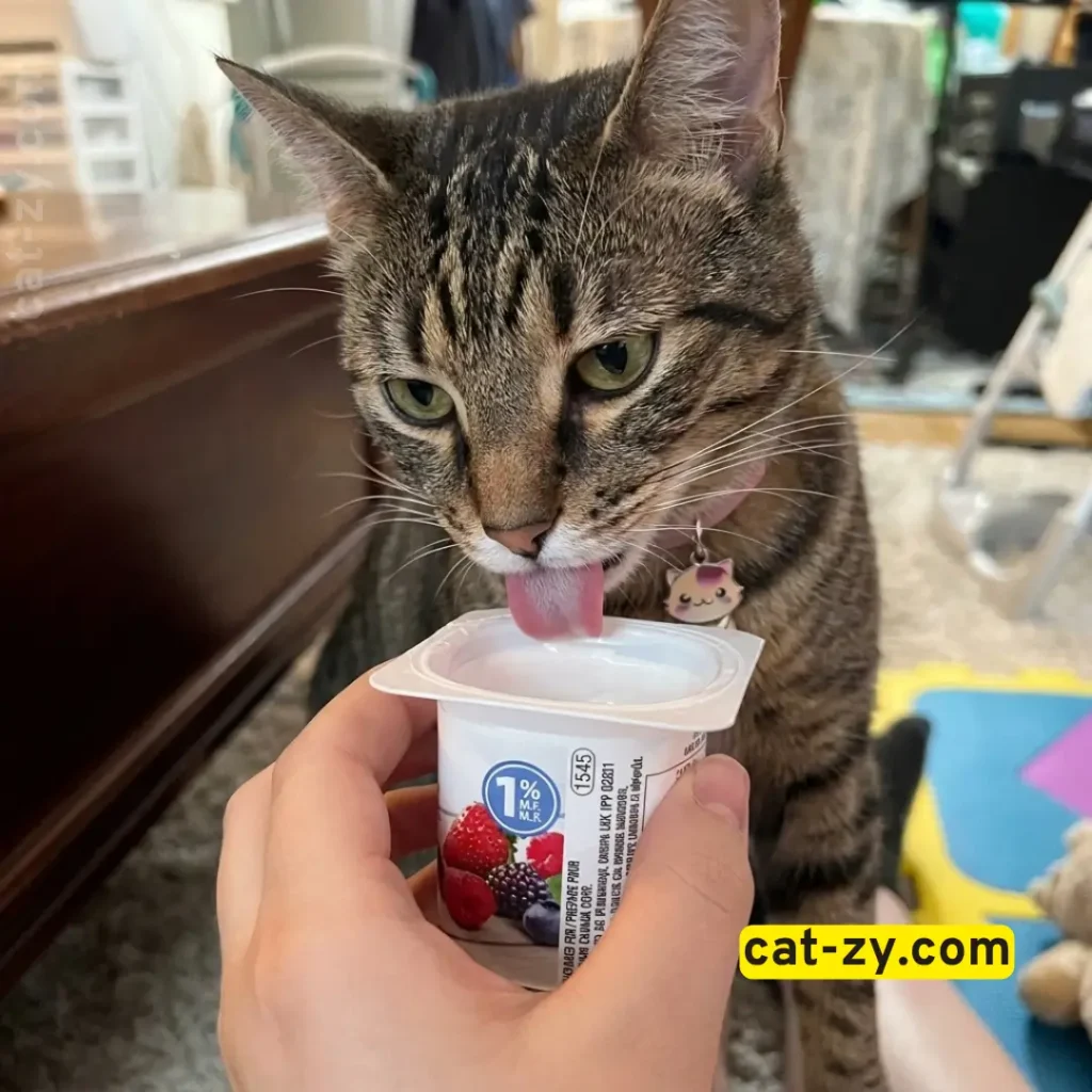 A photorealistic close-up photograph of Mimish licking a yogurt cup, with no extra floating cutouts or inset images, created for the Cat-zy guide on whether can cats eat yogurt.
