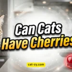 Can Cats Have Cherries? 7 Toxic Reasons to Avoid Now