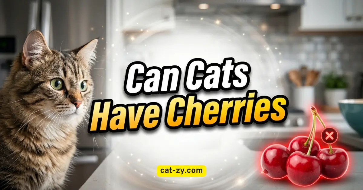 A curious cat looking at fresh red cherries with a caution warning, framing the question can cats have cherries on cat-zy.com.