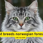 Cat Breeds Norwegian Forest: 7 Fascinating Things to Know