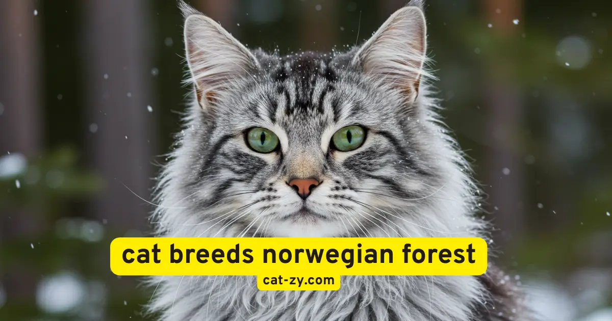 cat breeds norwegian forest _ cat-zy