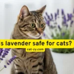Is Lavender Safe for Cats? 7 Astonishing Facts Revealed