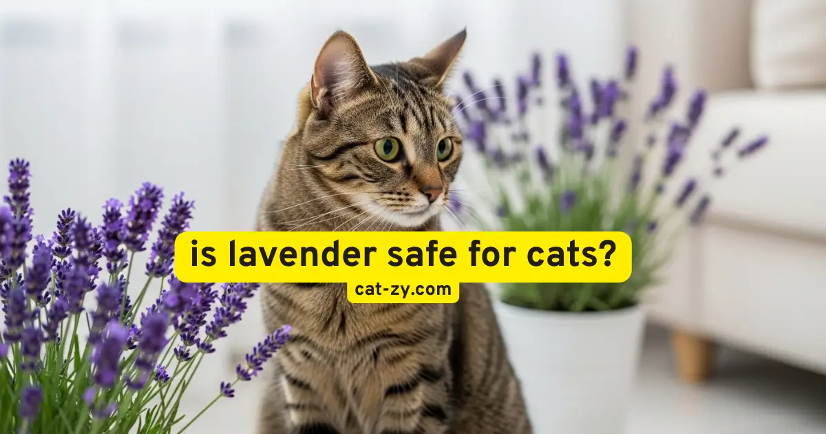 is lavender safe for cats _ cat-zy