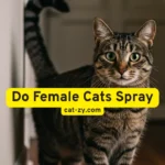 Do Female Cats Spray? 5 Startling Reasons Explained