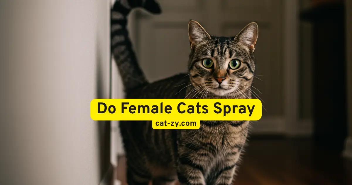 Do Female Cats Spray _ cat-zy