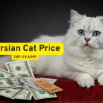 Persian Cat Price: 7 Jaw-Dropping Secrets Breeders Won’t Reveal