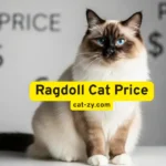 Ragdoll Cat Price: 7 Surprising Facts You’ll Love