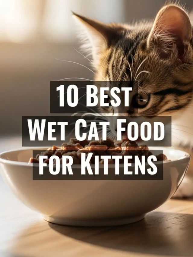 Best Wet Cat Food for Kittens: Top 10 Picks