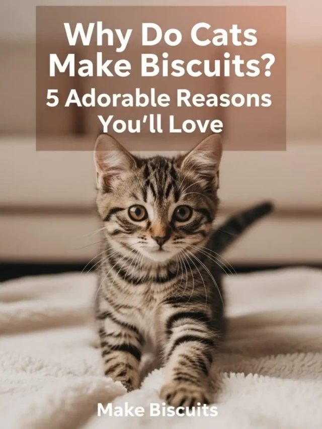 Why Do Cats Make Biscuits? 🐾