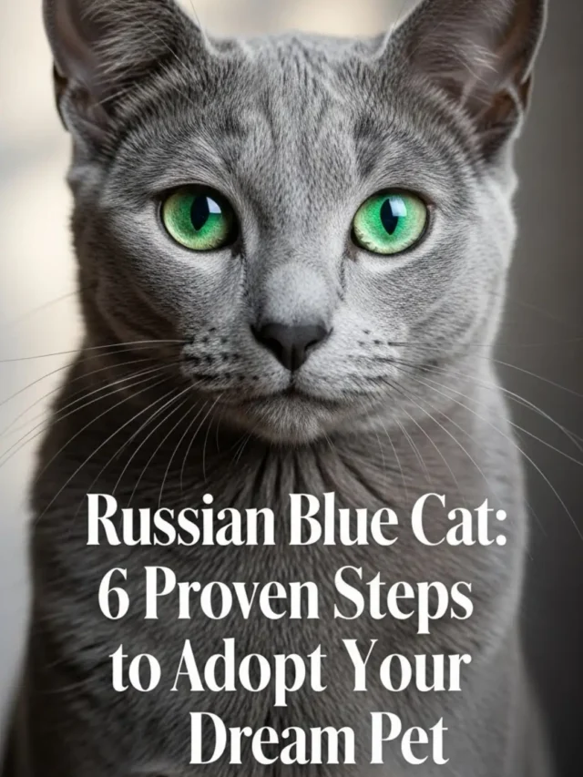 Russian Blue Cat: Your 6-Step Adoption Guide