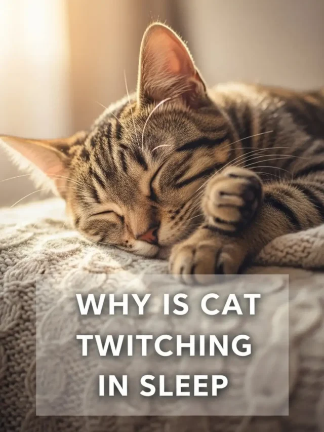 Cat Twitching in Sleep: The Real Reasons