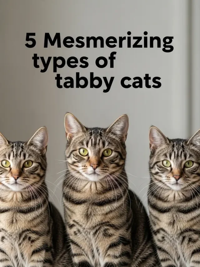 5 Mesmerizing Types of Tabby Cats