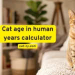 6 Proven Ways To Use The Best Cat Age in Human Years Calculator